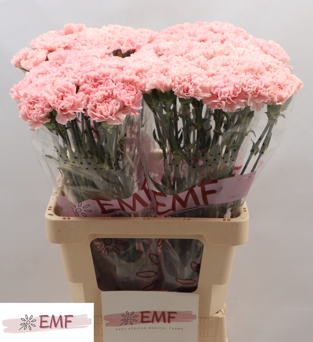 <h4>DI ST DONCEL</h4>