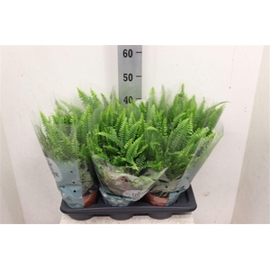 Nephrolepis exaltata 'Green Lady'