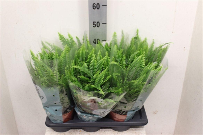<h4>Nephrolepis exaltata 'Green Lady'</h4>