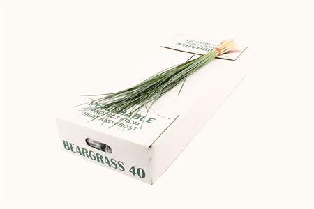<h4>Beargrass Air</h4>