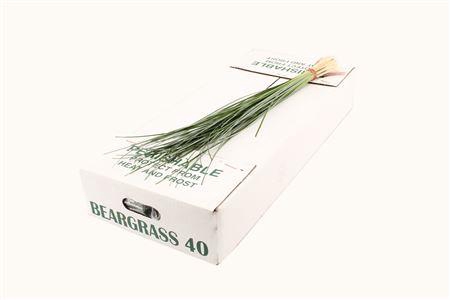 <h4>Beargrass Air</h4>