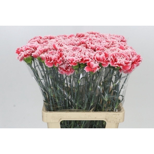 Dianthus St Hugo