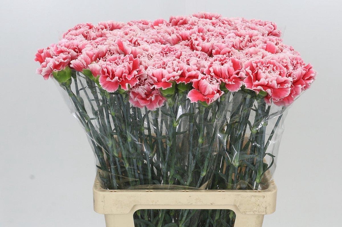 <h4>Dianthus St Hugo</h4>