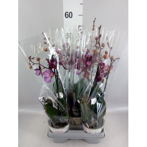 Phalaenopsis multi. 'Ant Cartagena'