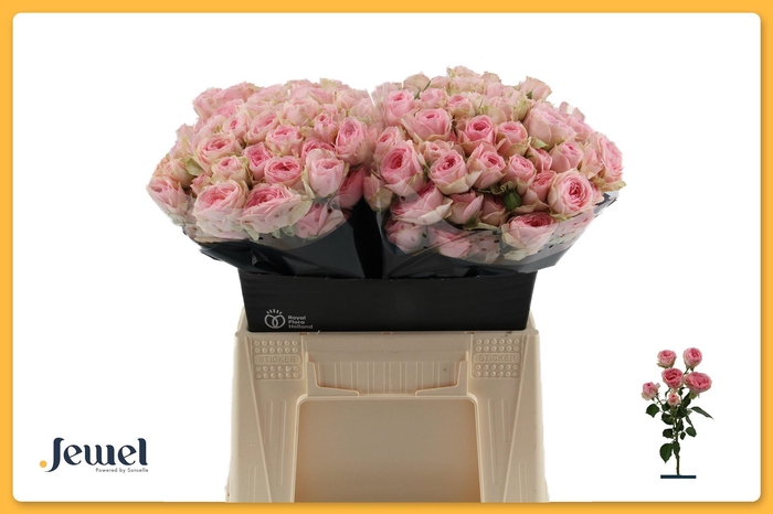 <h4>ROSA TR 'YVETTE'</h4>