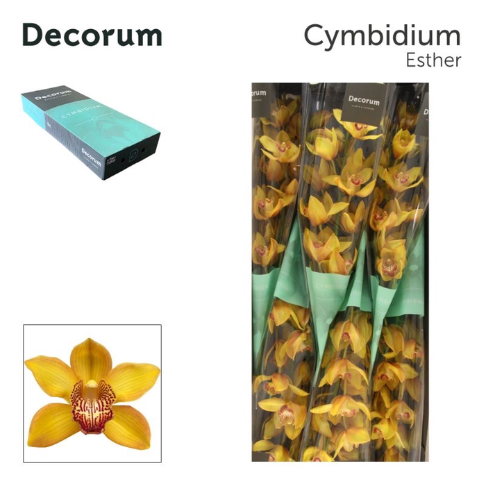 <h4>Cymbidium Esther Gold 80 cm Super Koningshof</h4>