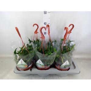 Epipremnum   ...