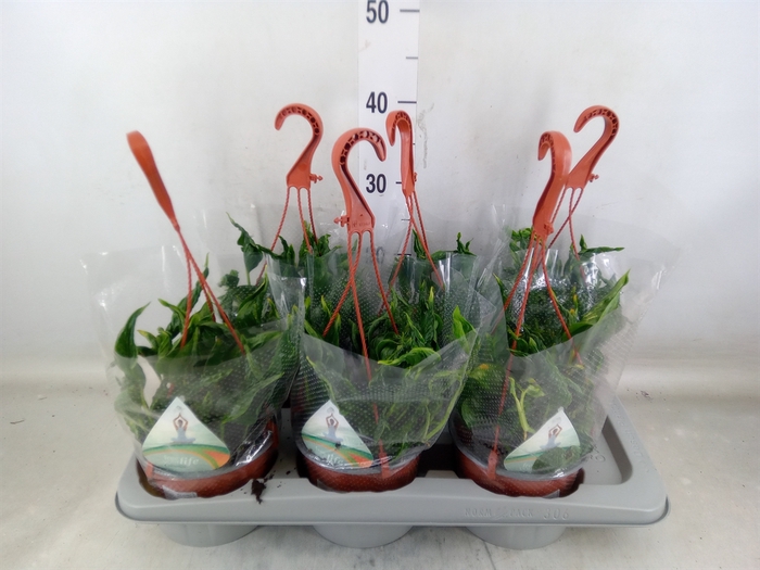 <h4>Epipremnum   ...</h4>