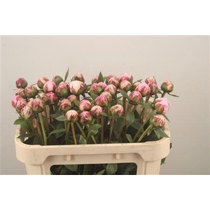 Paeo L Sarah Bernhard Pink