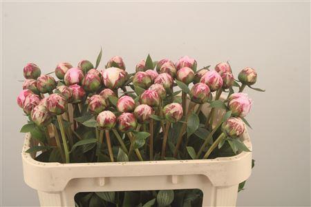 <h4>Paeo L Sarah Bernhard Pink</h4>