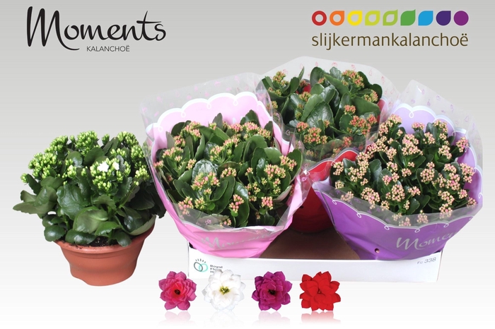 <h4>KAL GE GEM 4 KL</h4>