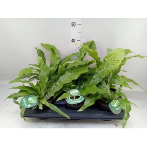 Microsorum musifolium 'Crocodyllus'