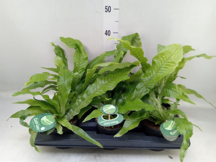 <h4>Microsorum musifolium 'Crocodyllus'</h4>