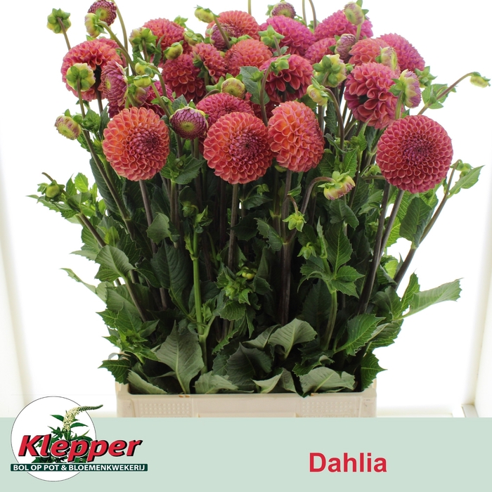 <h4>DAHL CAITLINS JOY</h4>