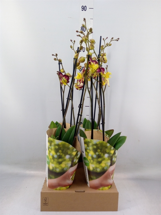 <h4>Phalaenopsis   ...lilac</h4>