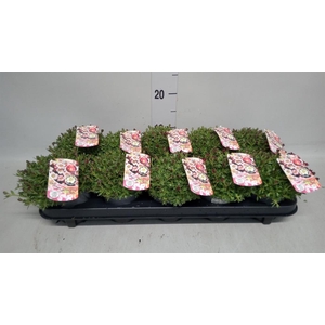 Saxifraga arend. 'Touran Deep Red'