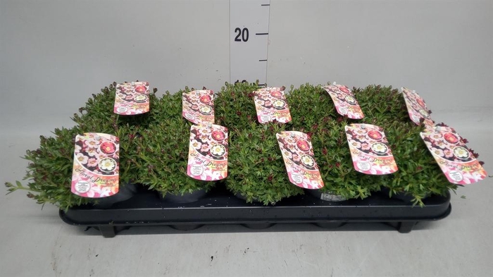 <h4>Saxifraga arend. 'Touran Deep Red'</h4>