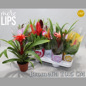 BROMELIA GEM