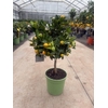 Citrofortunella Calamondin stam veel vruchten, groene pot