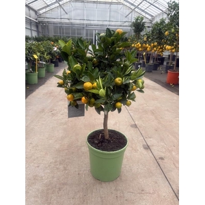 Citrofortunella Calamondin stam veel vruchten, groene pot