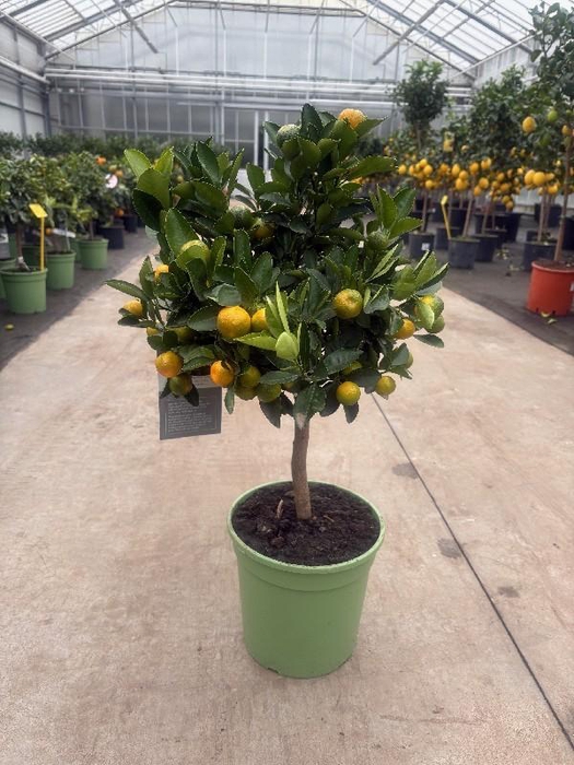 <h4>Citrofortunella Calamondin stam veel vruchten, groene pot</h4>