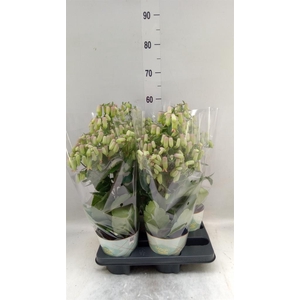 Kalanchoe  'Magic Bell'