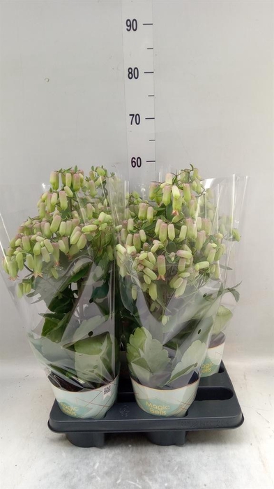 <h4>Kalanchoe  'Magic Bell'</h4>