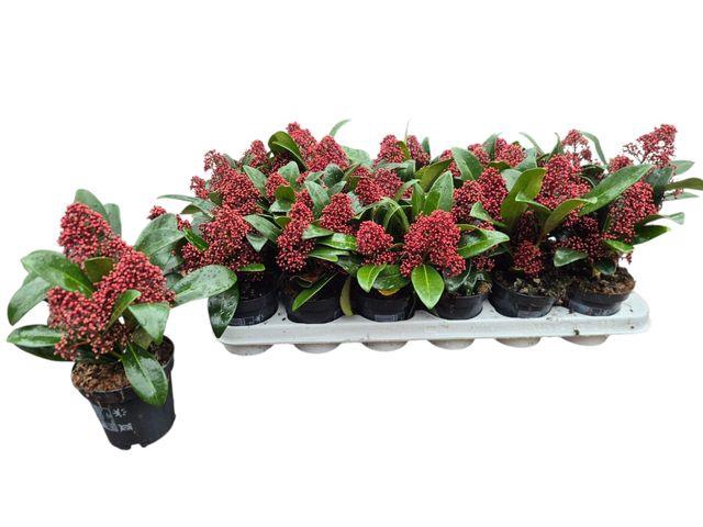 <h4>Skim J Rubella</h4>