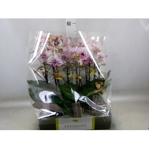 Phalaenopsis multi.   ...