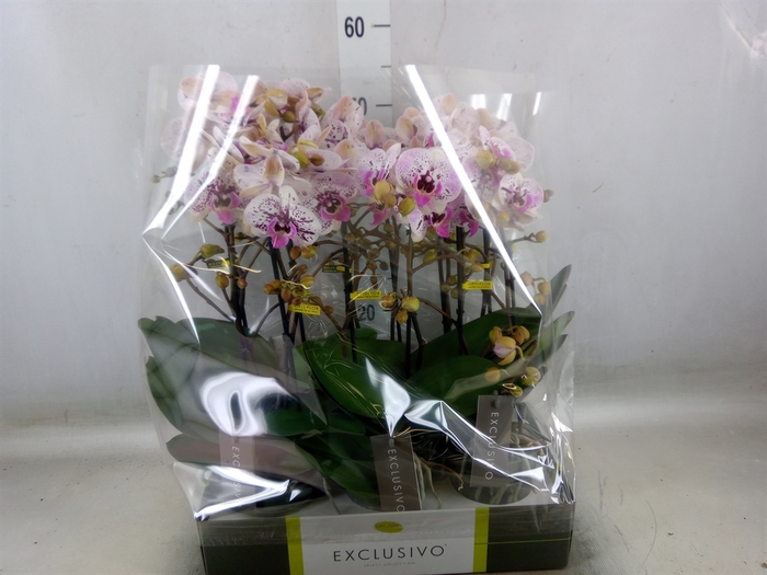 <h4>Phalaenopsis multi.   ...</h4>