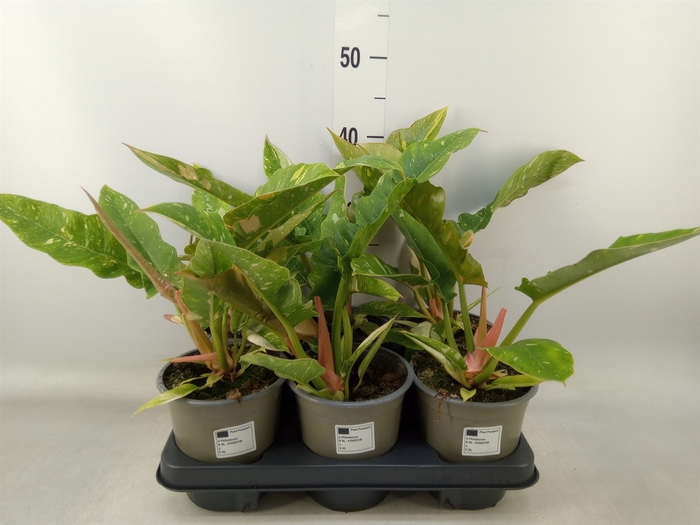 <h4>Philodendron  'Ring of Fire'</h4>