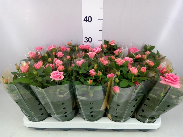 <h4>Rosa  'Esmeralda Kordana'</h4>