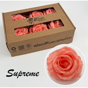 Zijde R Supreme Versilea Wx