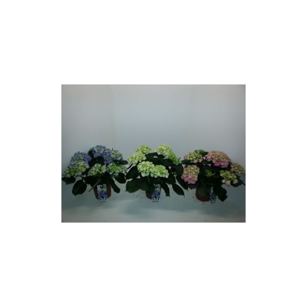 <h4>Hydrangea gemengd wit roze blauw</h4>
