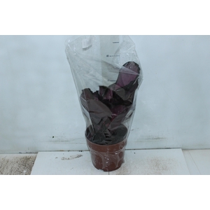 CALATHEA ROSEA PICTA CRIMSON P17