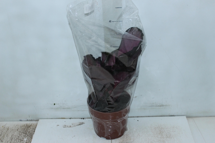 <h4>CALATHEA ROSEA PICTA CRIMSON P17</h4>