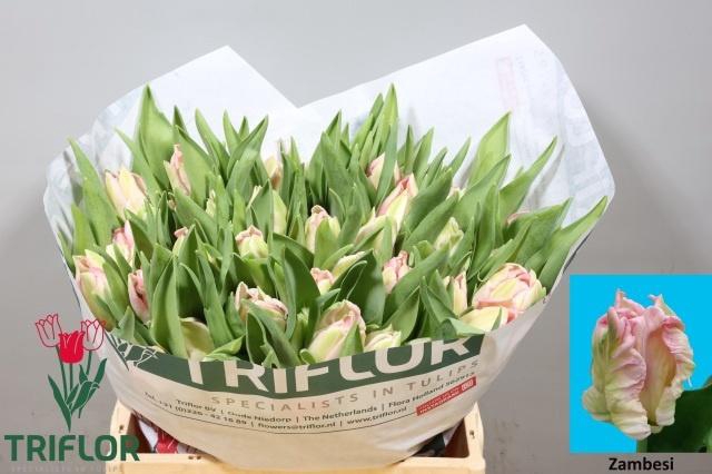 <h4>TU PA ZAMBESI</h4>