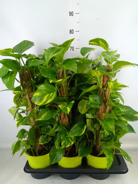 <h4>Epipremnum pinn.   ...moss stick</h4>