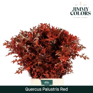 Quercus Palustris L80 Red