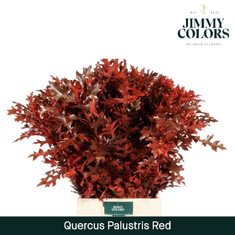 <h4>Quercus Palustris L80 Red</h4>