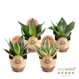 SANSEVIERIA TRIFASCIATA