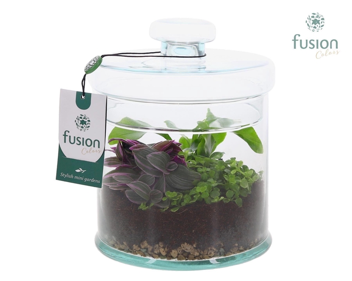 Arr.   Kamerplant Groen H%