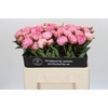 Paeonia Sarah Bernhardt