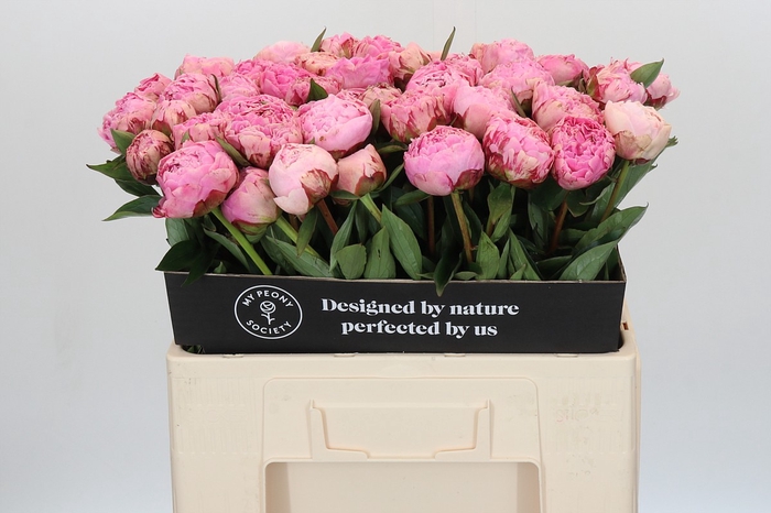 <h4>Paeonia Sarah Bernhardt</h4>