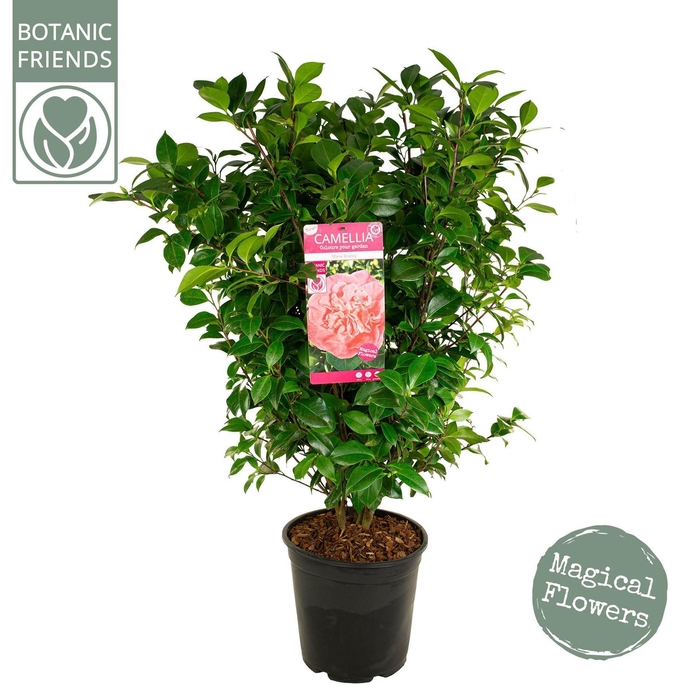 <h4>Camellia japonica</h4>