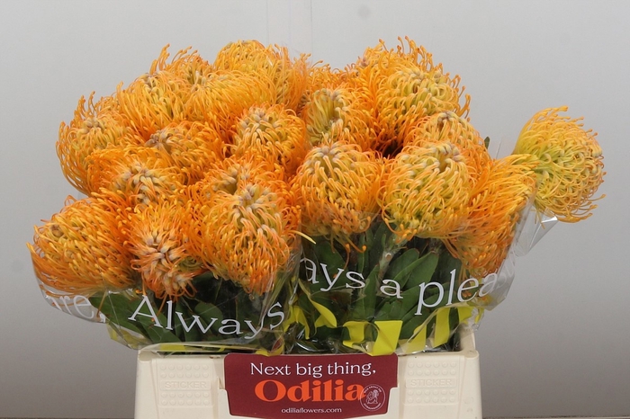 <h4>LEUCO JELENA</h4>