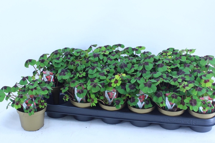 <h4>Oxalis Deppei</h4>