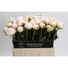 Paeonia Odile