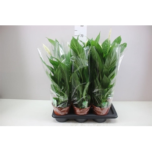 Spathiphyllum Verdi