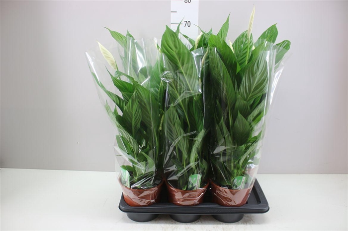 <h4>Spathiphyllum Verdi</h4>